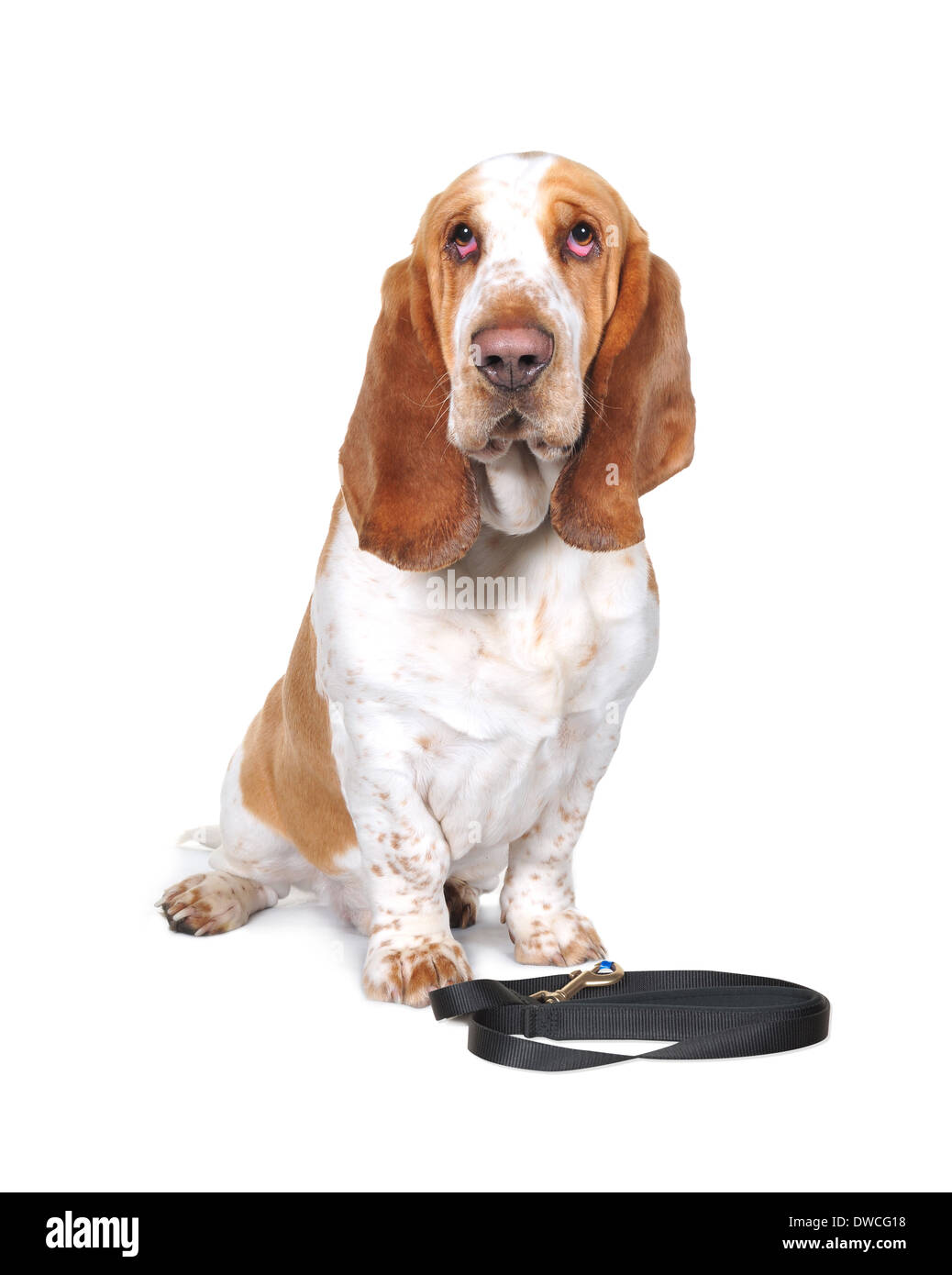 Hi-key studio immagini di Pedigree Basset Hound Dog. Foto Stock