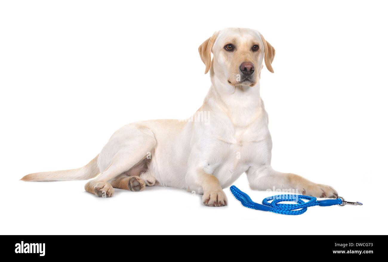 Hi-key studio immagini di Pedigree Labrador Cani. Foto Stock