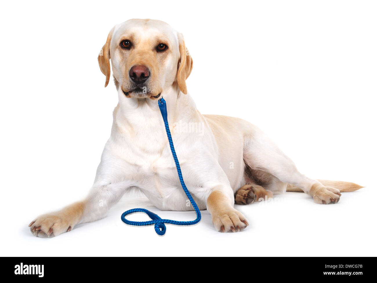 Hi-key studio immagini di Pedigree Labrador Cani. Foto Stock