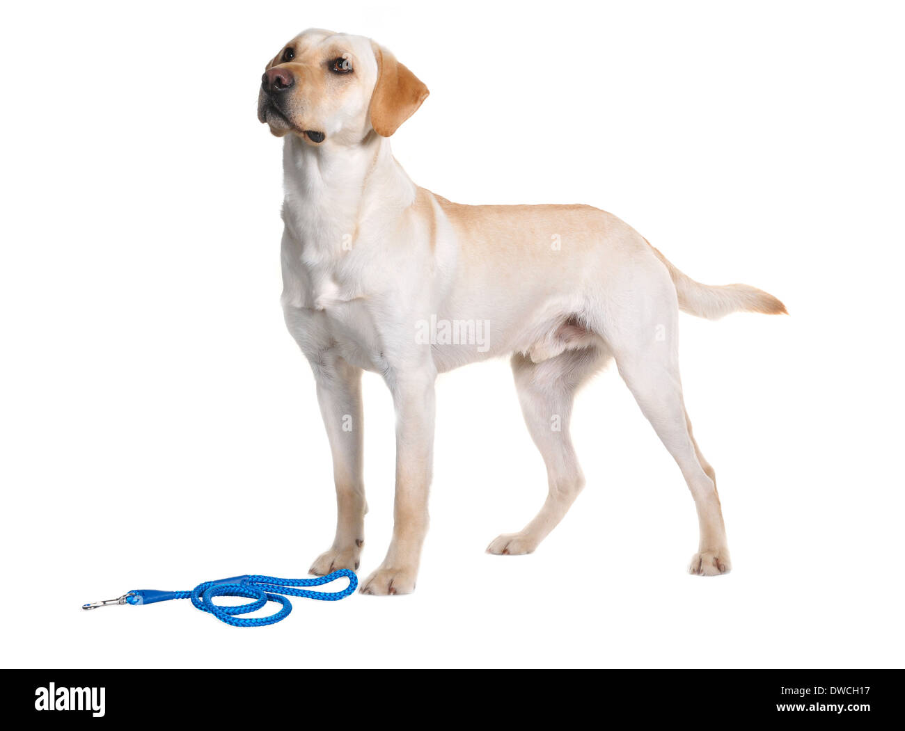 Hi-key studio immagini di Pedigree Labrador cane con piombo. Foto Stock