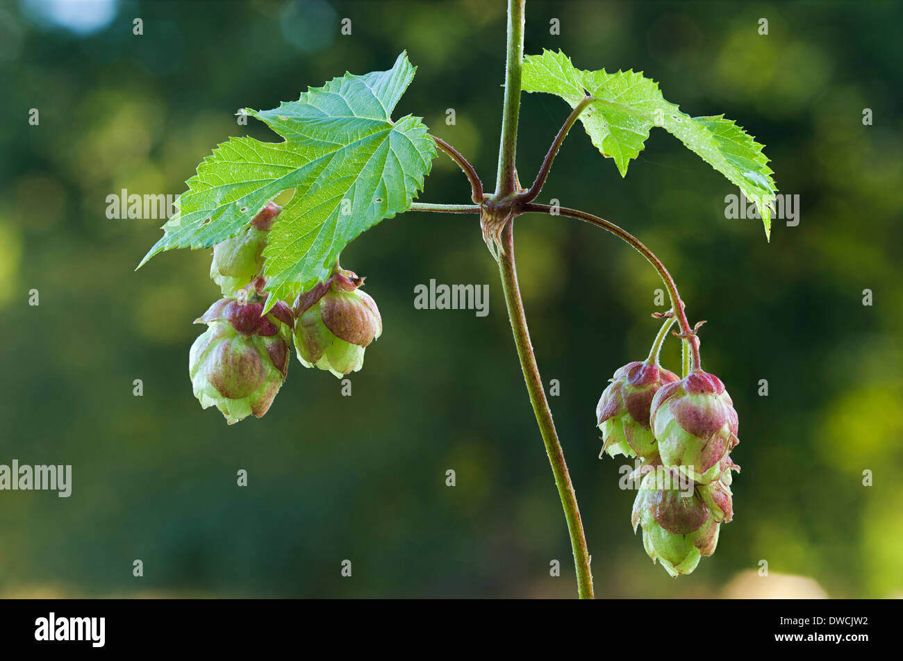 Hop Humulus lupulus Foto Stock Hop Humulus lupulus Foto Stock