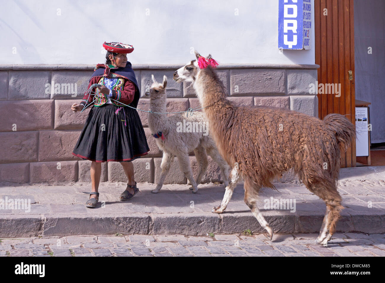 Vecchia donna con llama, Cuzco, Perù, Sud America Foto Stock