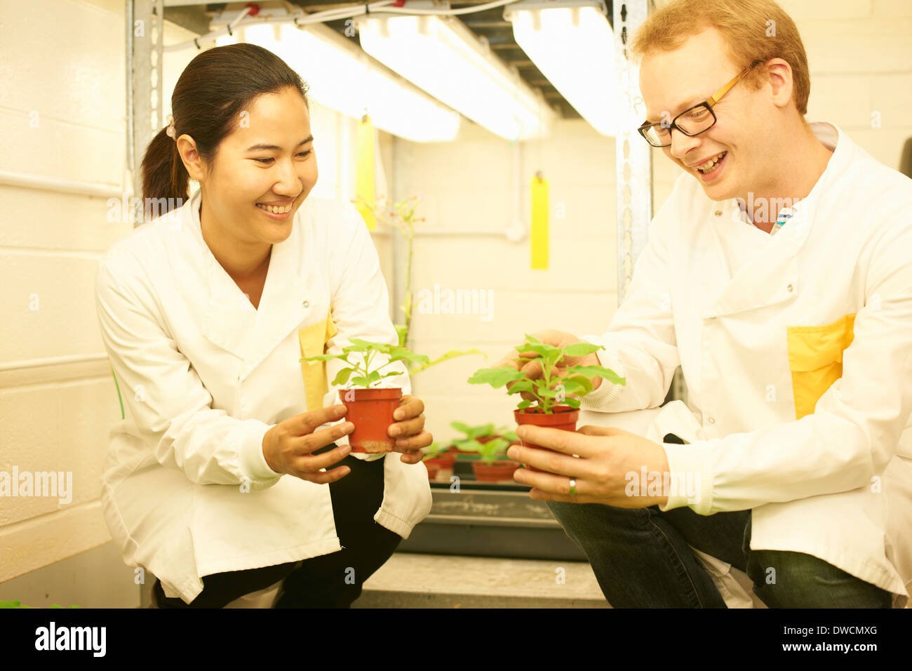 Due scienziati confrontando campioni vegetali in laboratorio Foto Stock