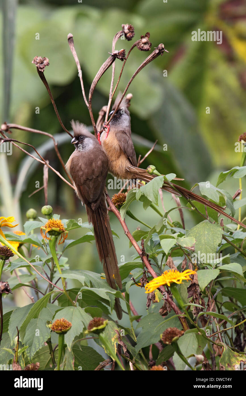 Chiazzato mousebirds in Uganda Foto Stock