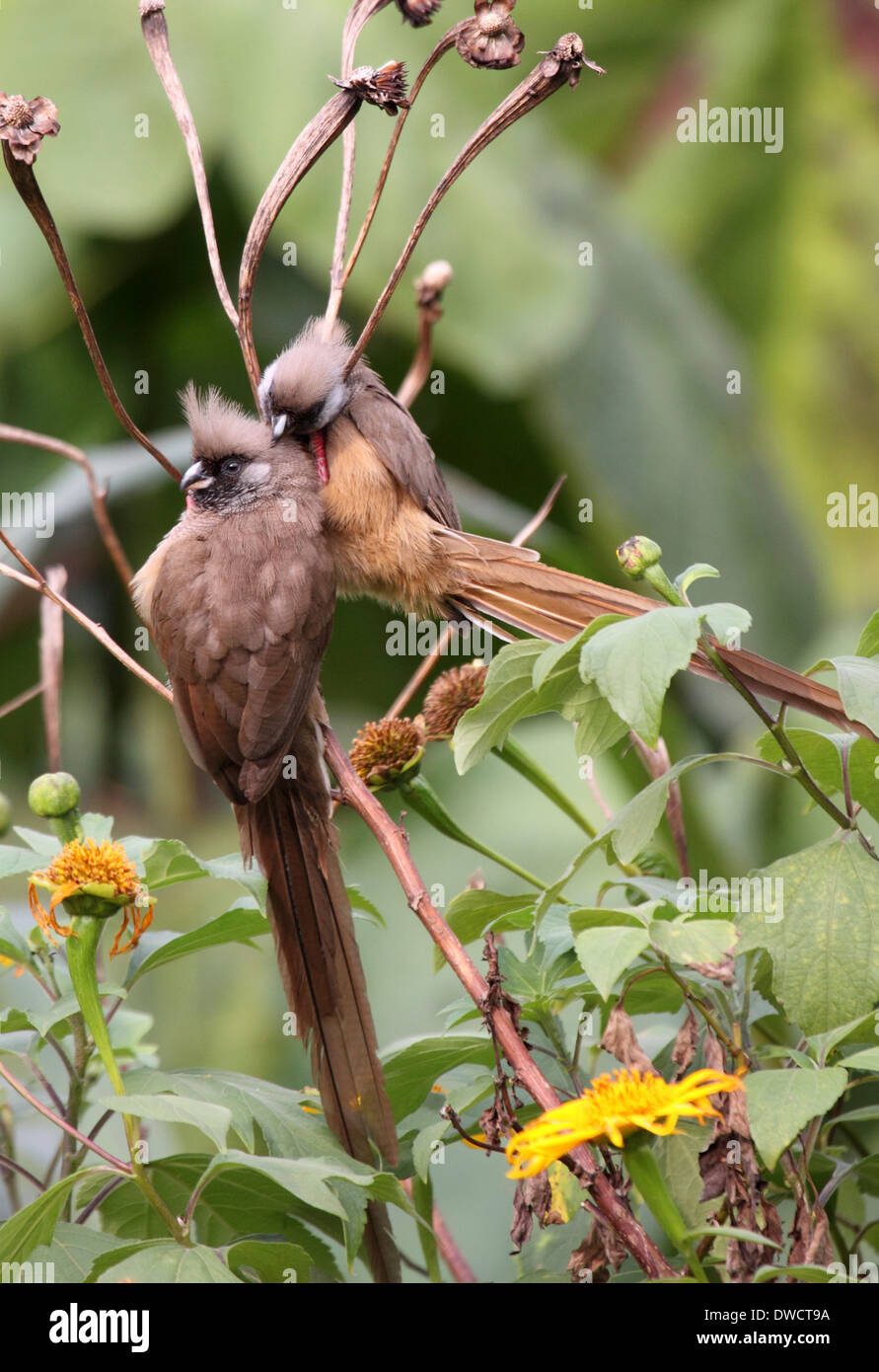 Chiazzato mousebirds necking in Uganda Foto Stock