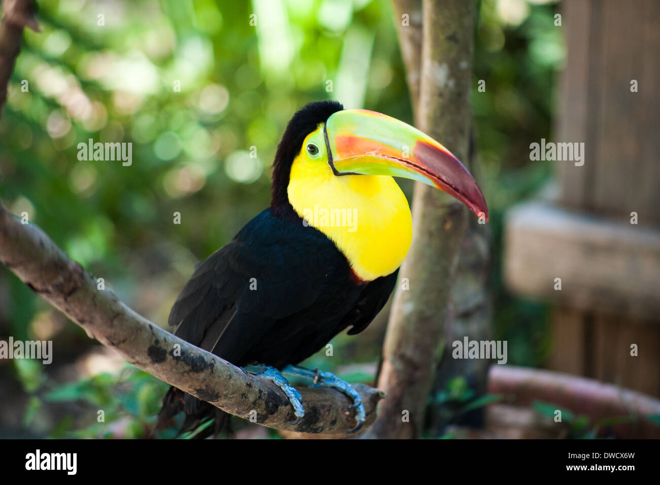 Una chiglia fatturati Toucan arroccato a Macaw Mountain Bird Park in Honduras. Foto Stock