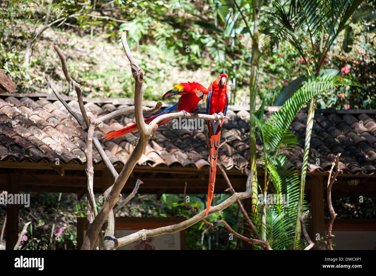 Macaw Mountain Bird Park & Riserva Naturale Foto Stock
