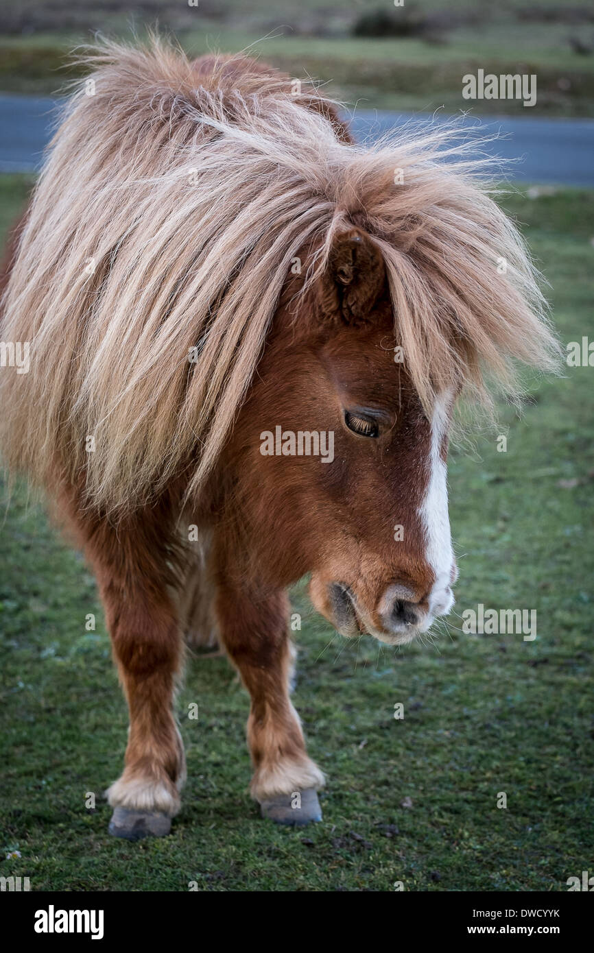 Pony Shetland in New Forest Pony Hampshire Foto Stock