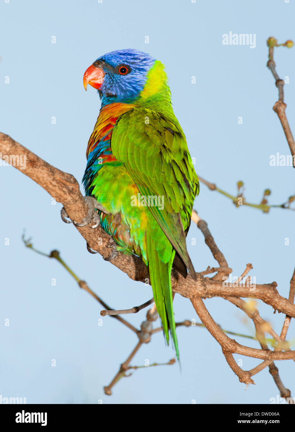 Comune pappagallo nativa la lorikeet, spesso tenuti come animali domestici, rumorosi e sfrontato Foto Stock