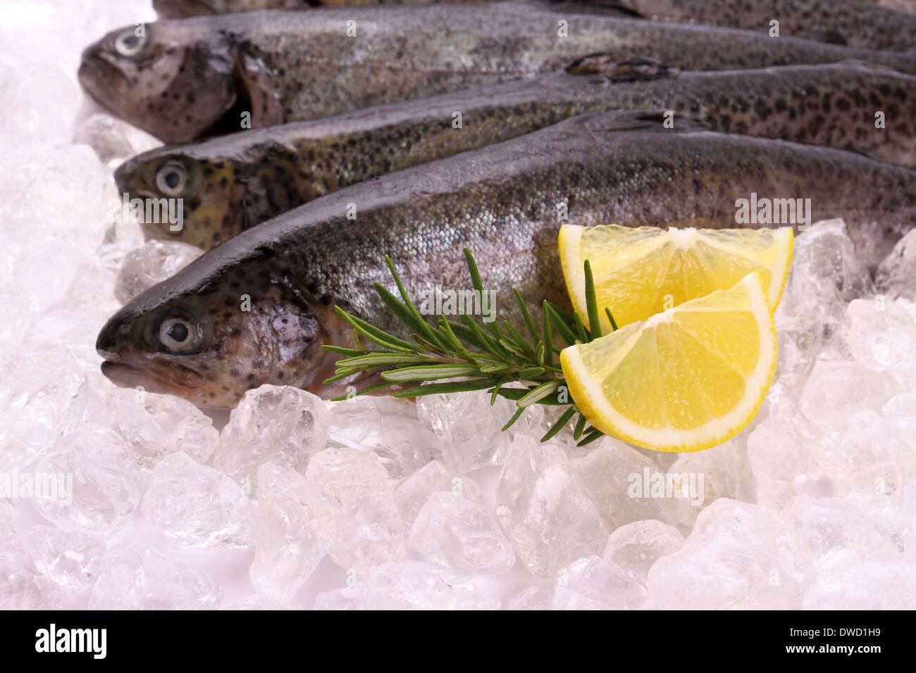 Pescare la trota iridea con limone sul ghiaccio, close up Foto Stock