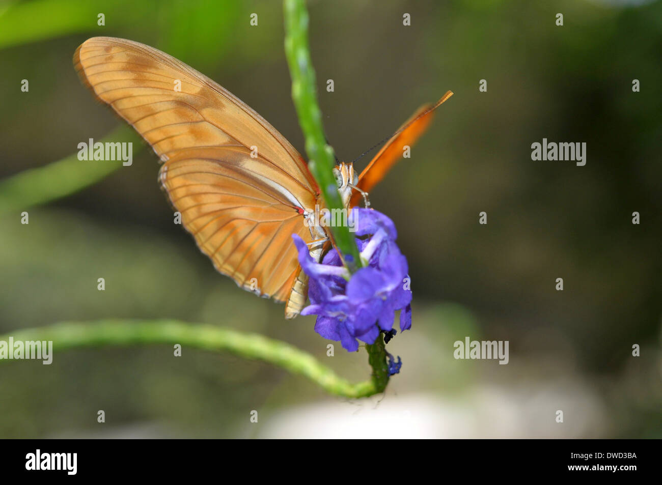 Farfalla arancione sul fiore viola e verde stelo Foto Stock
