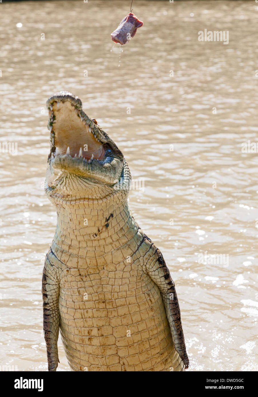 I coccodrilli hanno imparato a saltare per la carne nel fiume Aidelaide Territorio del Nord Foto Stock