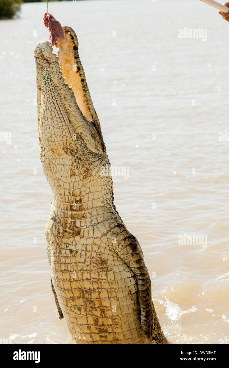 I coccodrilli hanno imparato a saltare per la carne nel fiume Aidelaide Northern Territory si tratta di acque profonde Foto Stock