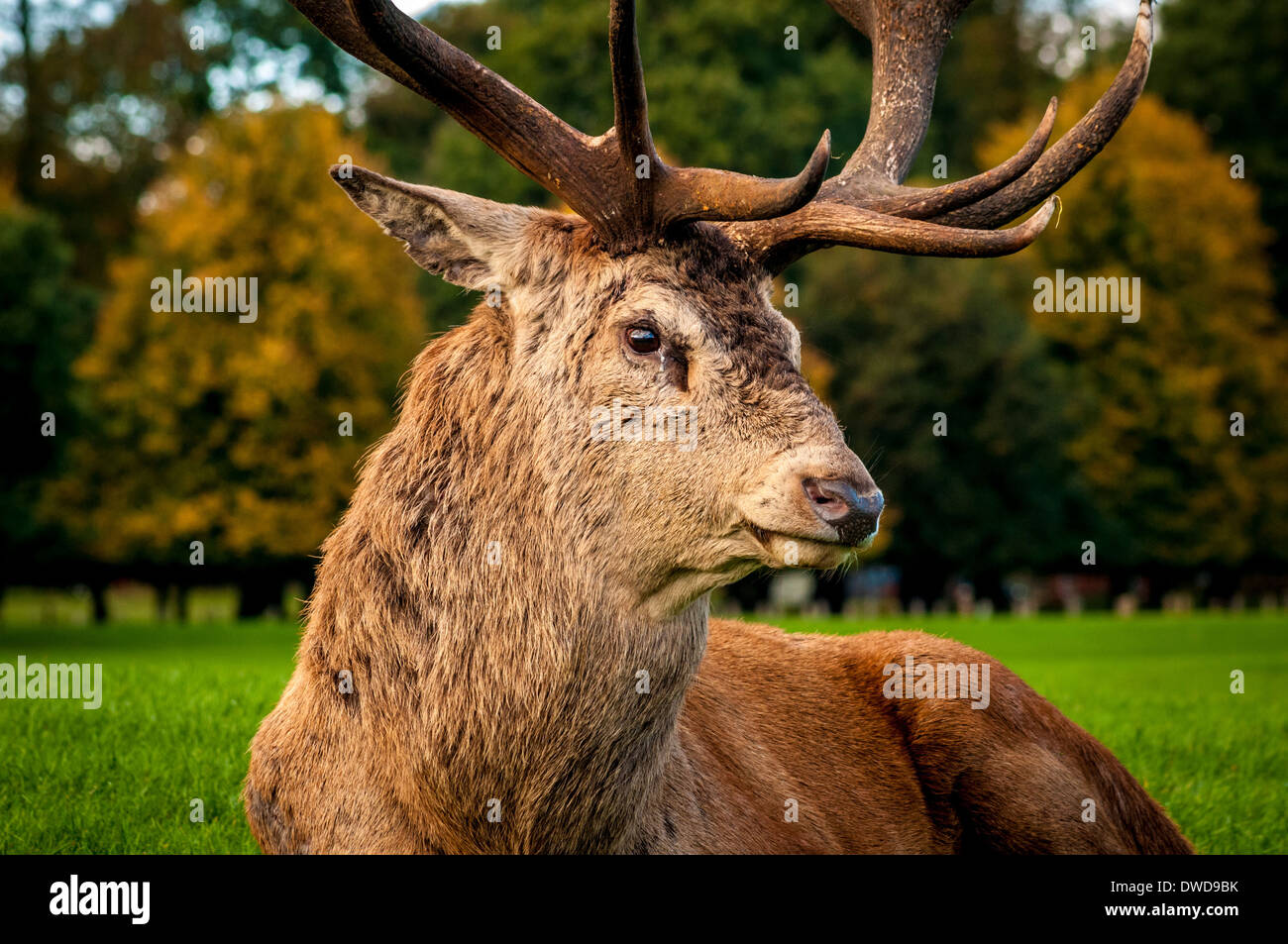 Deer seduto su erba, Wollaton Park, Nottingham, Regno Unito. Foto Stock
