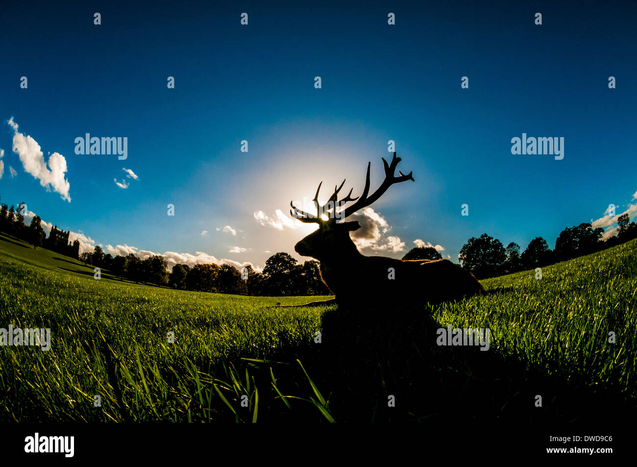 Silhouette di un cervo rosso pugnalato girato usando un obiettivo fisheye a Wollaton Park, Nottingham, Regno Unito. Foto Stock