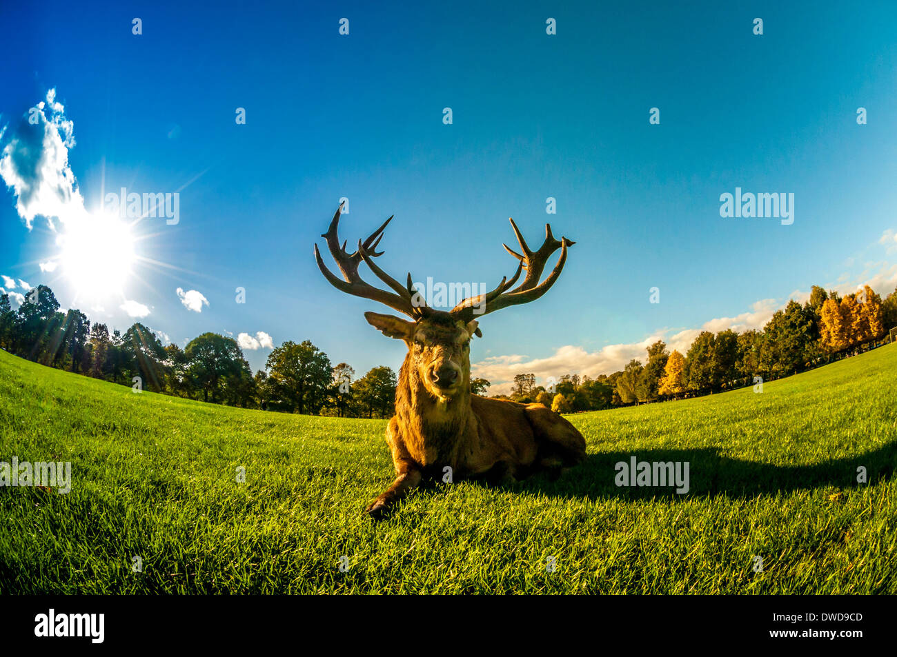 Il cervo maschio Red Deer shot utilizzando un obiettivo fisheye al Wollaton Park, Nottingham, Regno Unito Foto Stock