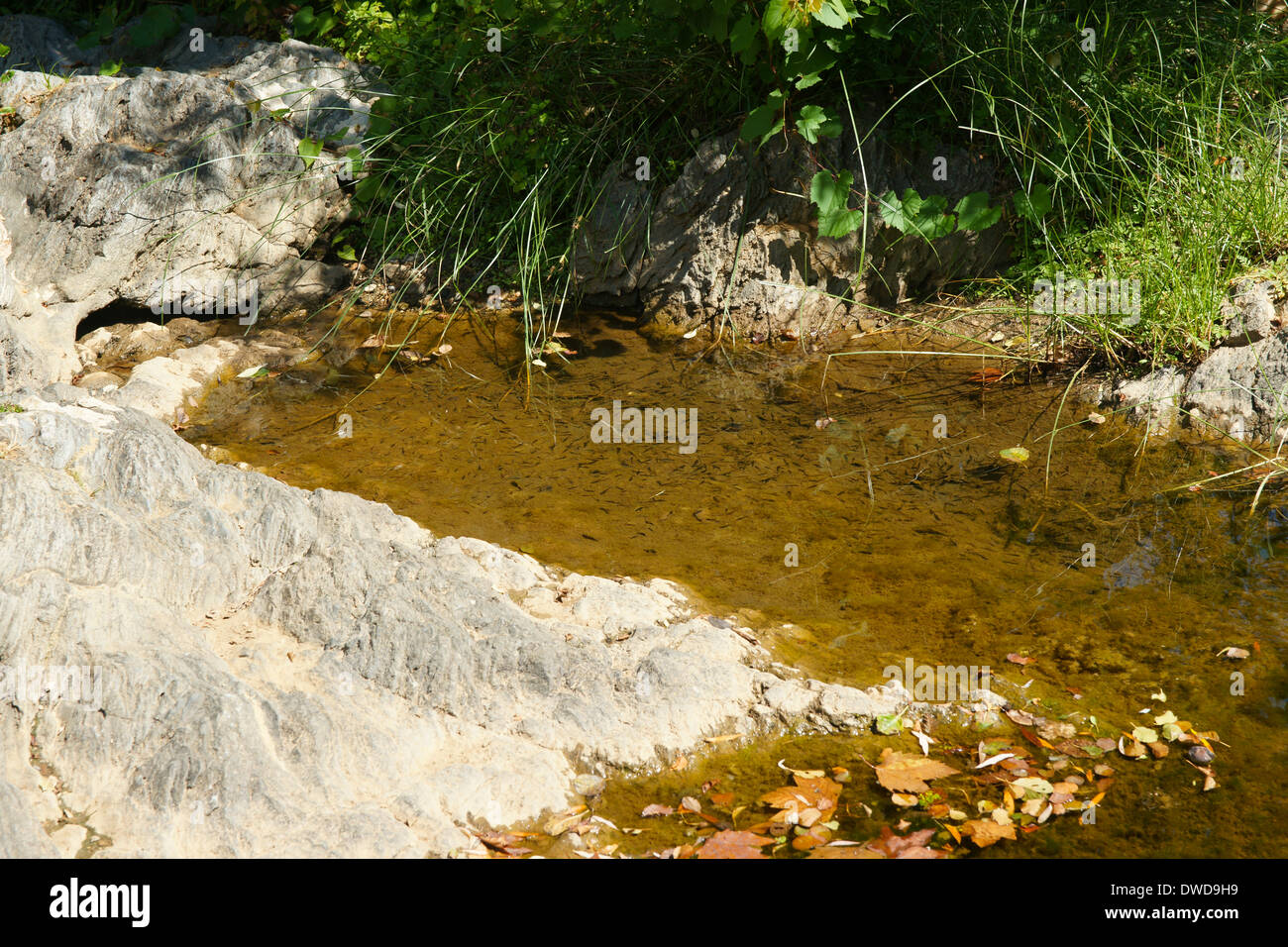 Gli avannotti bambini giovani in fiume nel villaggio di Collobrières, nel sud della Francia Foto Stock