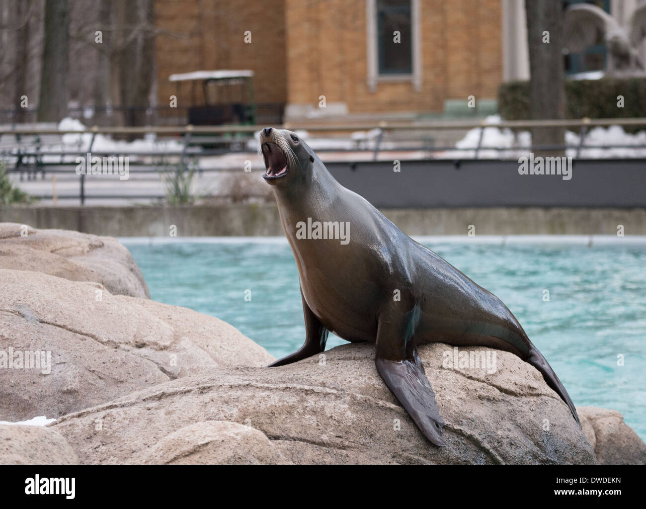Sea Lion al Bronx Zoo di New York, NY, Stati Uniti Foto Stock