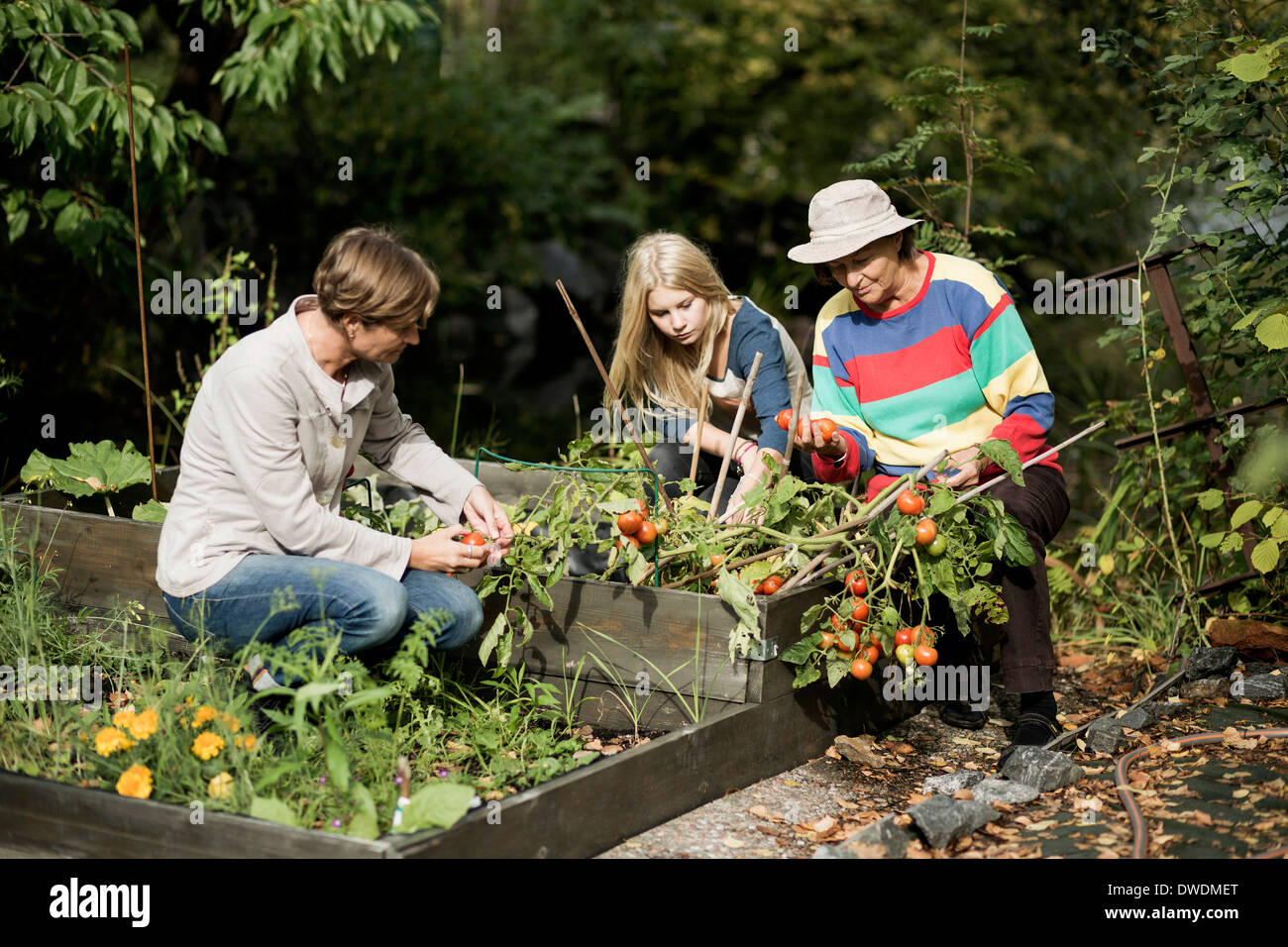 Tre femmine di generazione di giardinaggio in cantiere Foto Stock