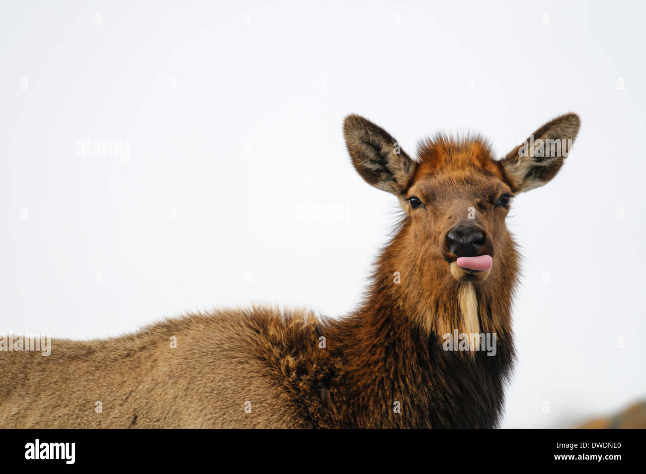 Wild Elk in un campo nevoso in primavera, Alberta Canad Foto Stock