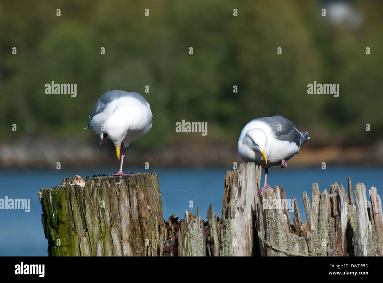 Close up di uccello vicino al lago Foto Stock