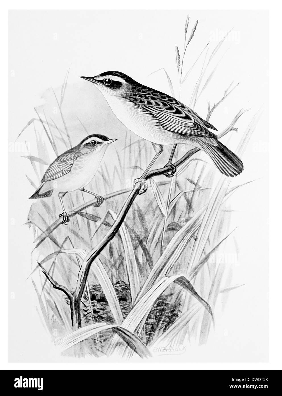 Silvia di carice Foto Stock