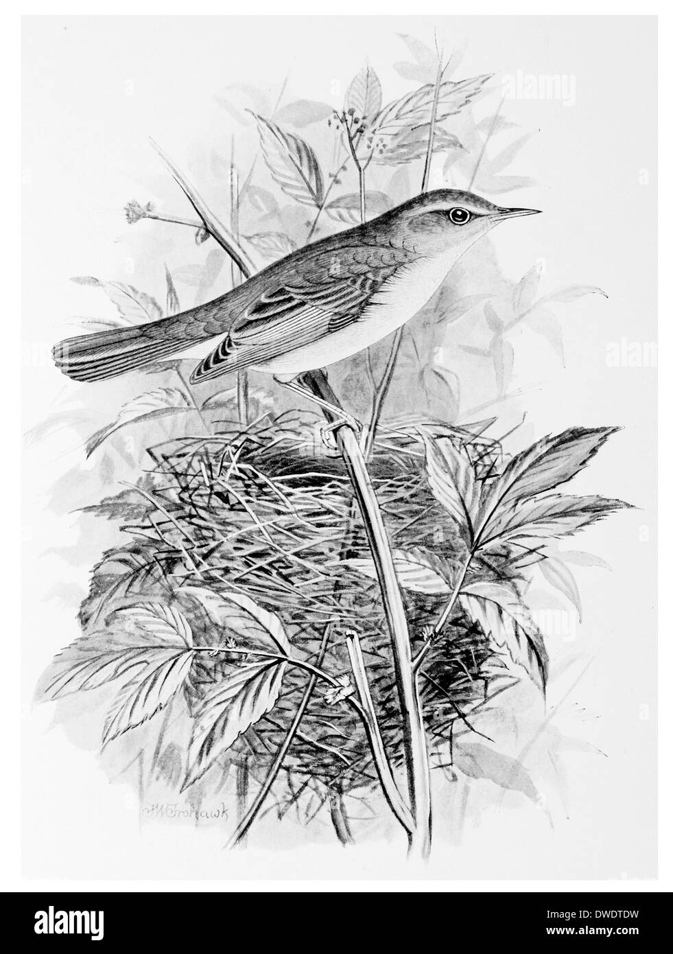 Cannaiola verdognola Foto Stock