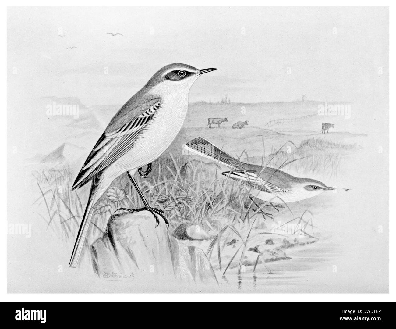 Testa blu Wagtail Foto Stock