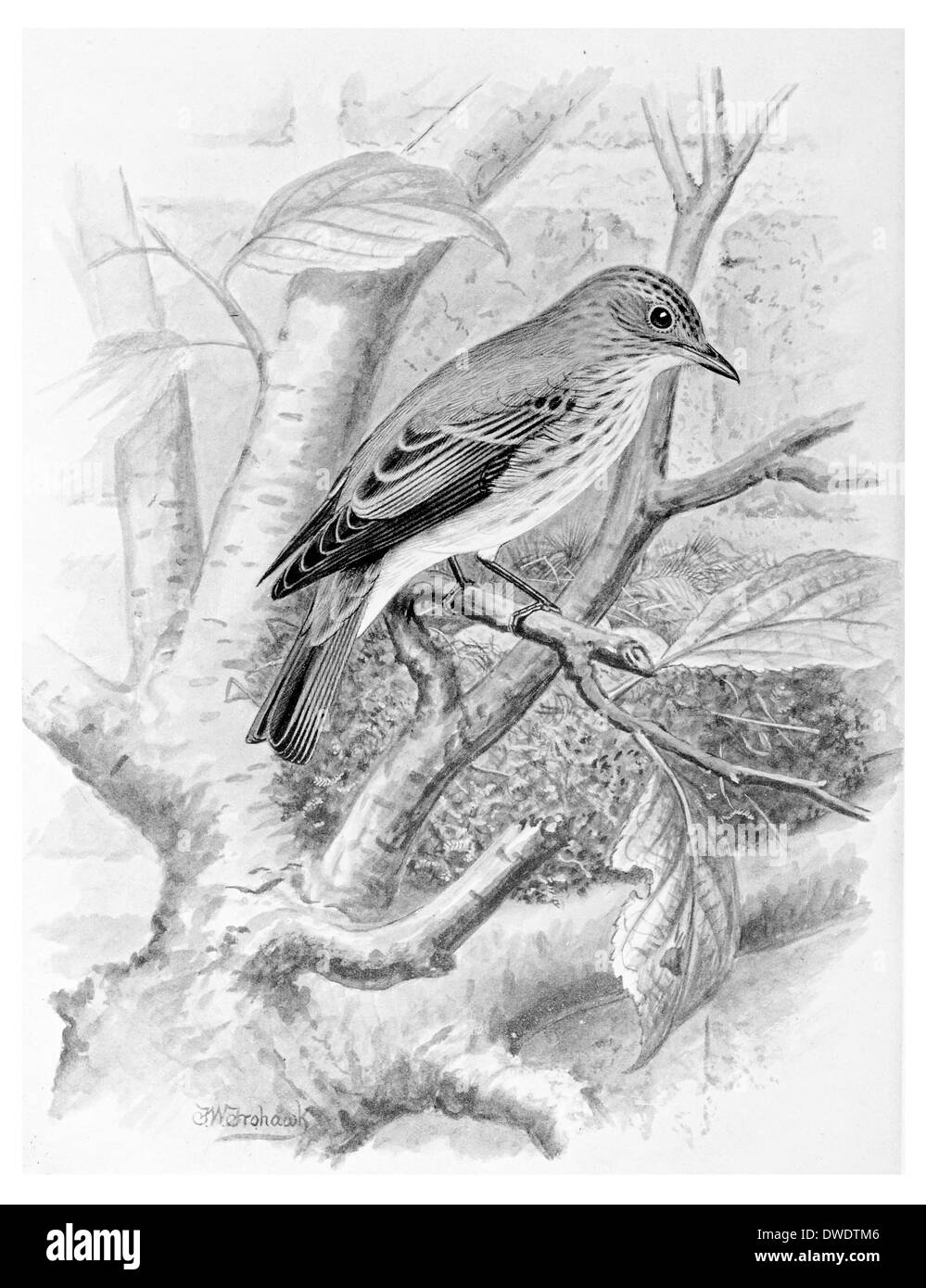 Spotted Flycatcher Ficedula hypoleuca Muscicapa striata Foto Stock