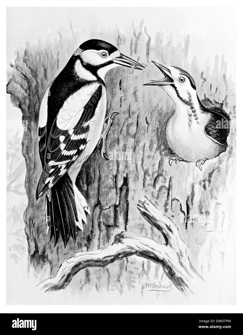 Picchio rosso maggiore Foto Stock