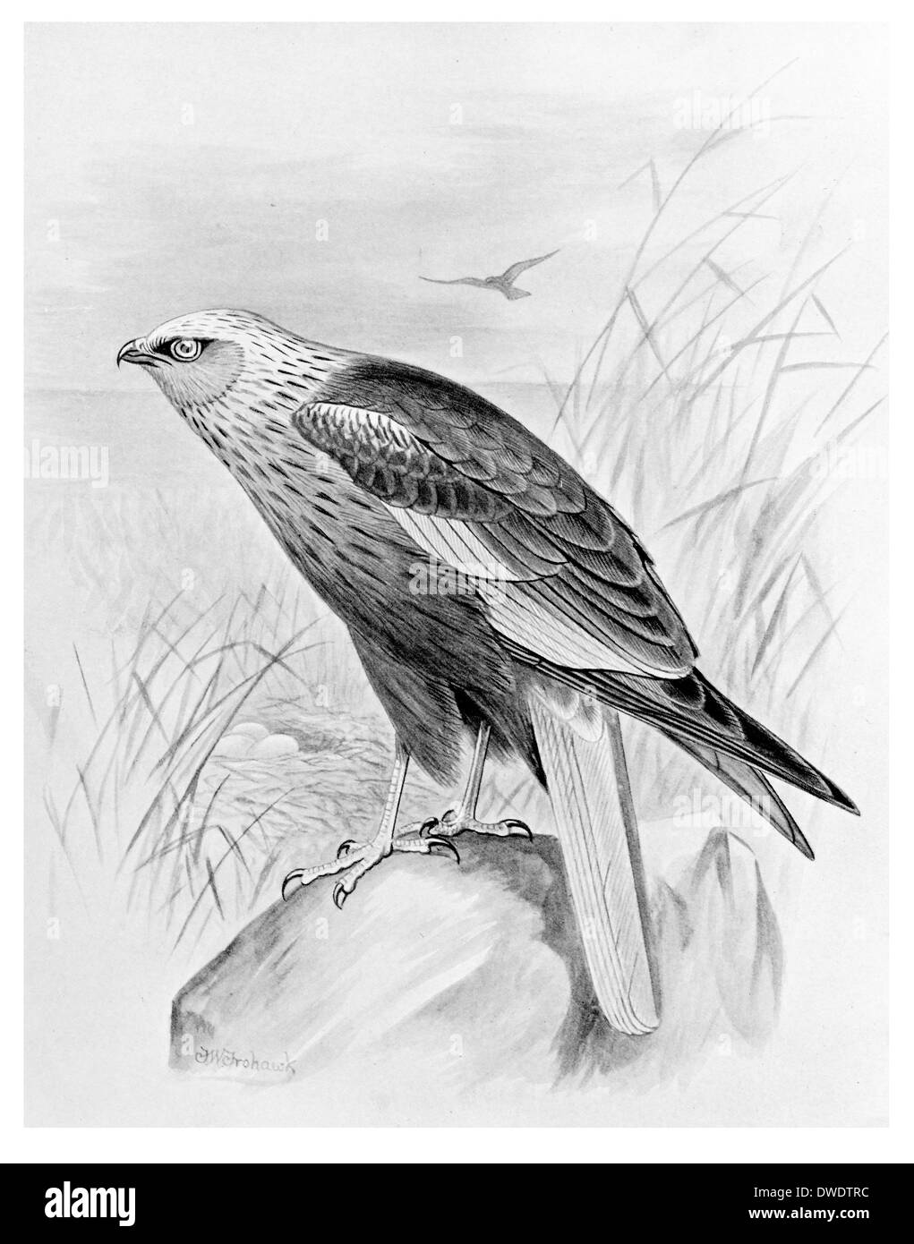 Falco di palude Foto Stock