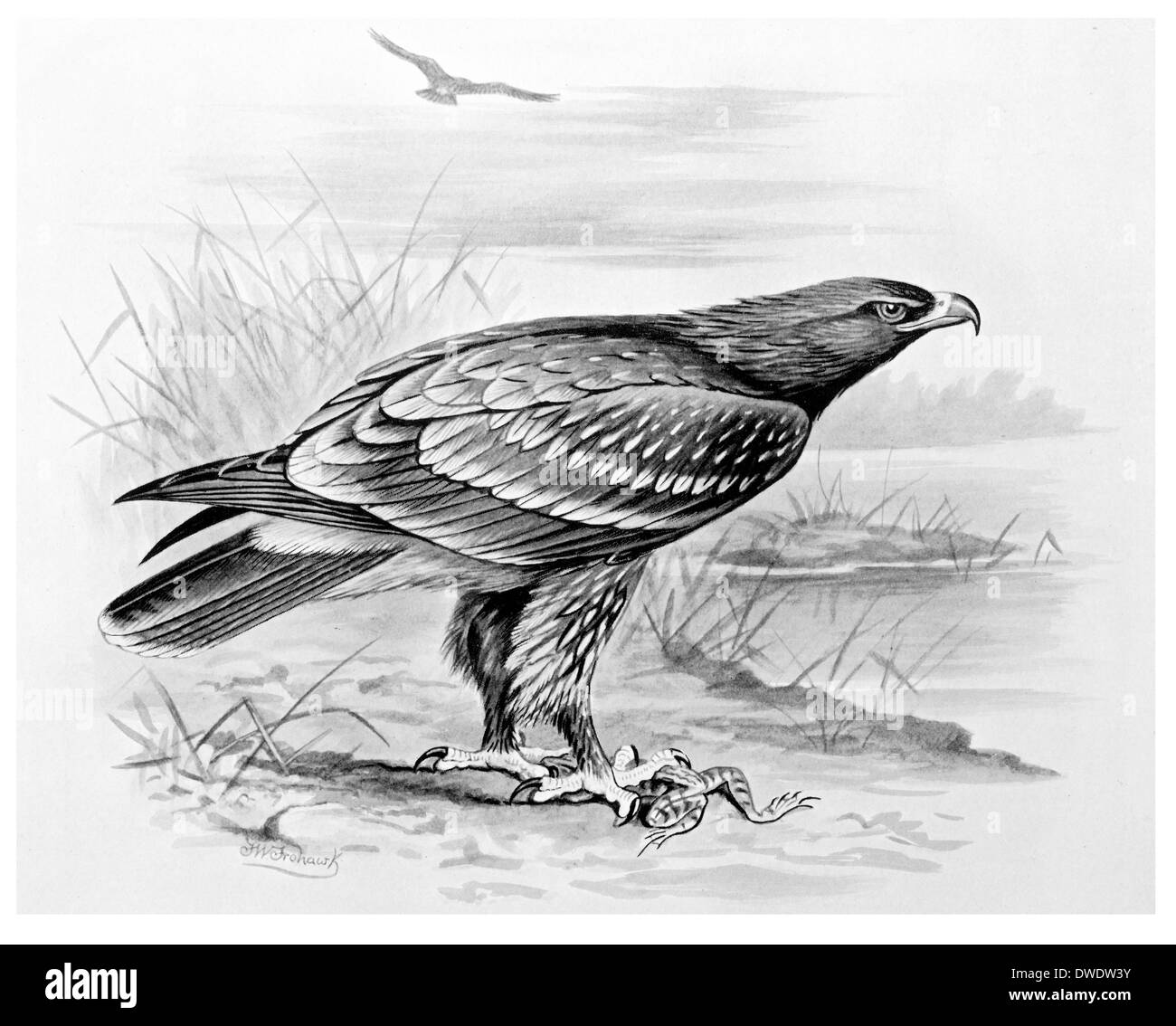 Aquila clanga Foto Stock