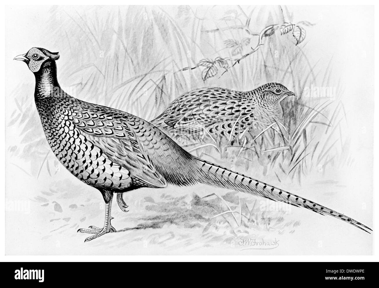 Pheasant Phasianus colchicus Foto Stock