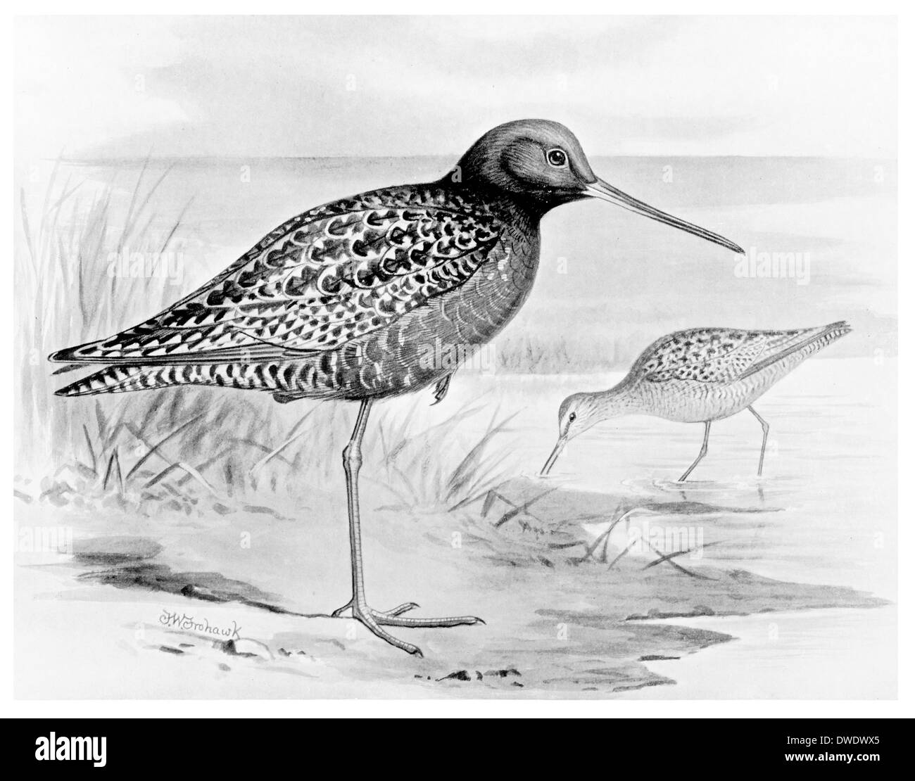 Spotted Redshank Estate e Autunno piumaggio Foto Stock