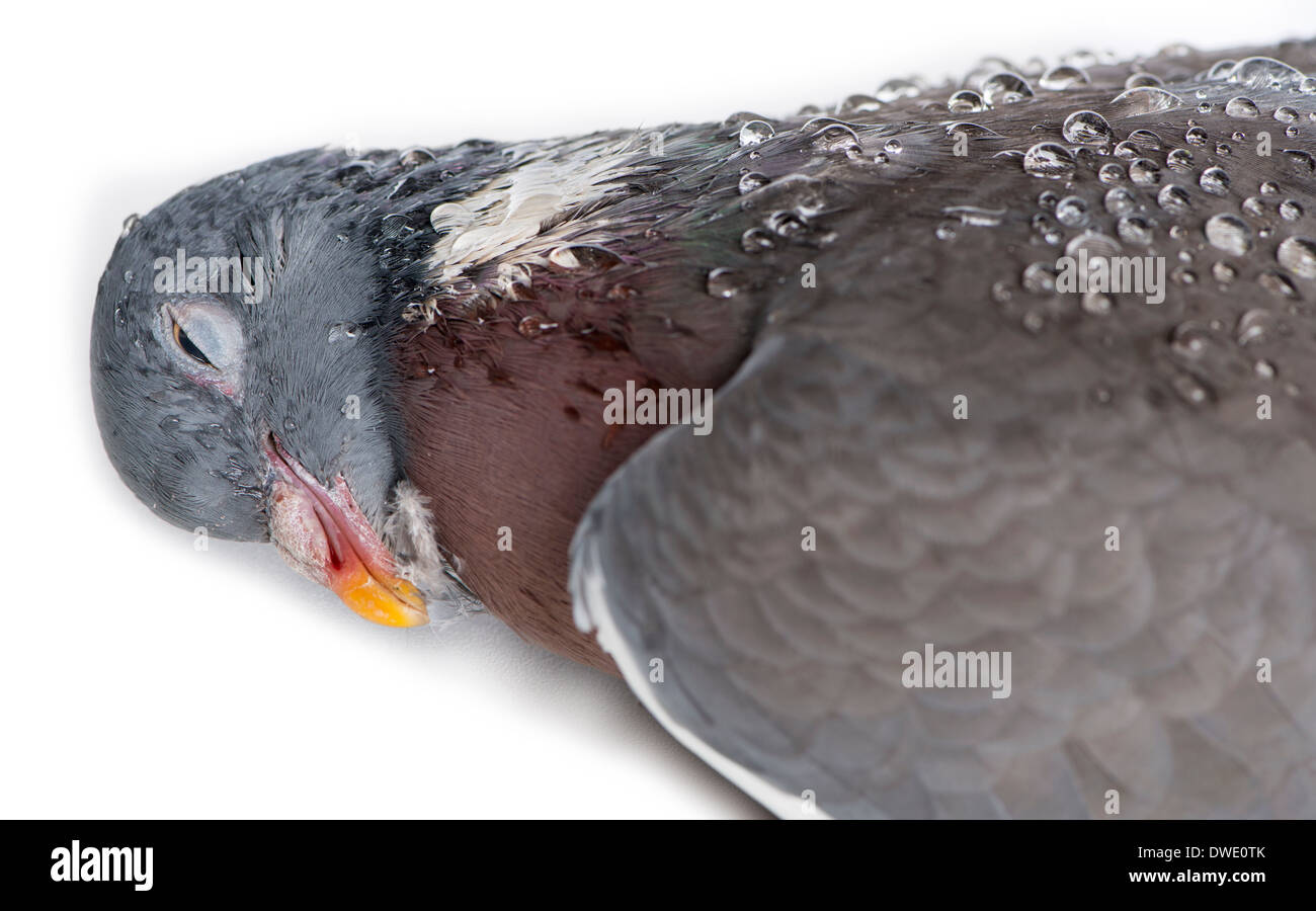 Close-up di un Dead Rock Pigeon, Columba livia, di fronte a uno sfondo bianco Foto Stock