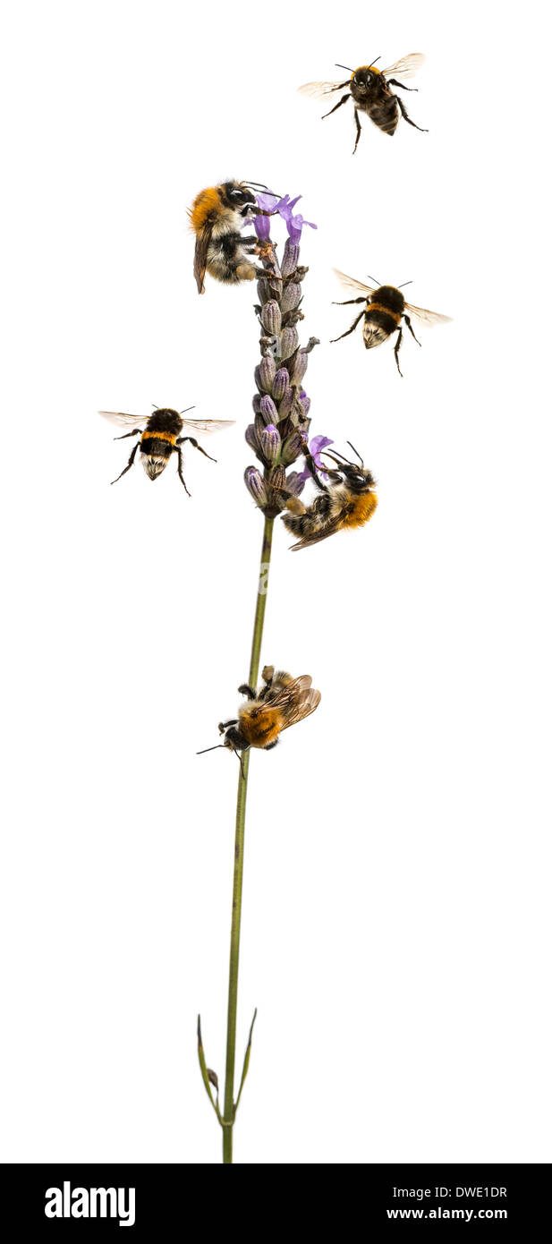 Gruppo di api europee e buff-tailed bumblebee volare intorno alla fioritura delle piante, su sfondo bianco Foto Stock