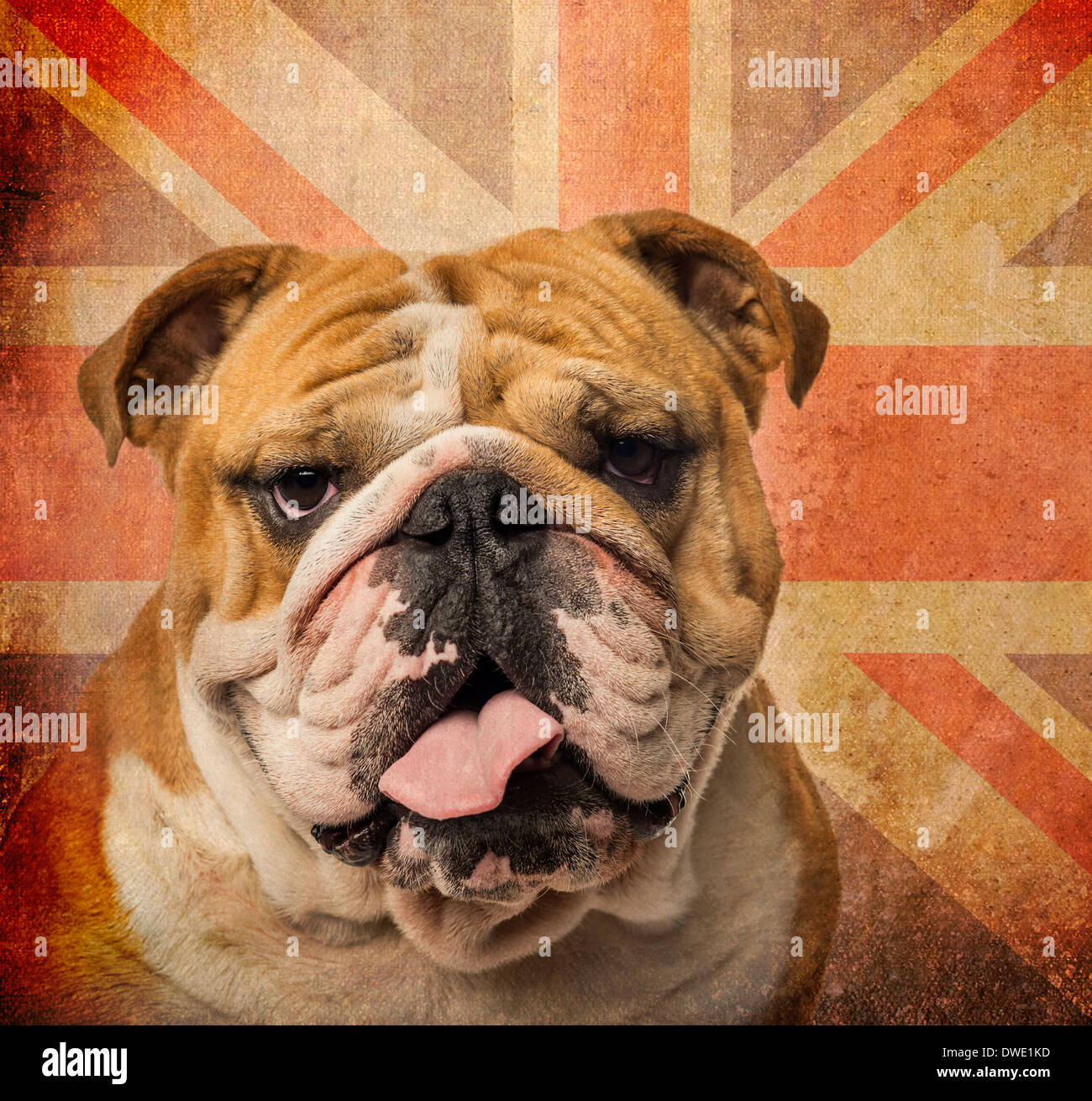 Close-up di un Bulldog Inglese ansimando su un vintage UK bandiera sfondo Foto Stock