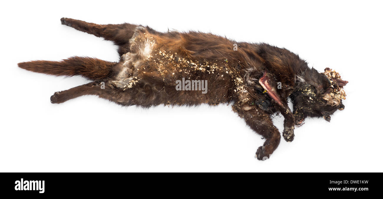 Roadkill cat in stato di decomposizione di fronte a uno sfondo bianco Foto Stock