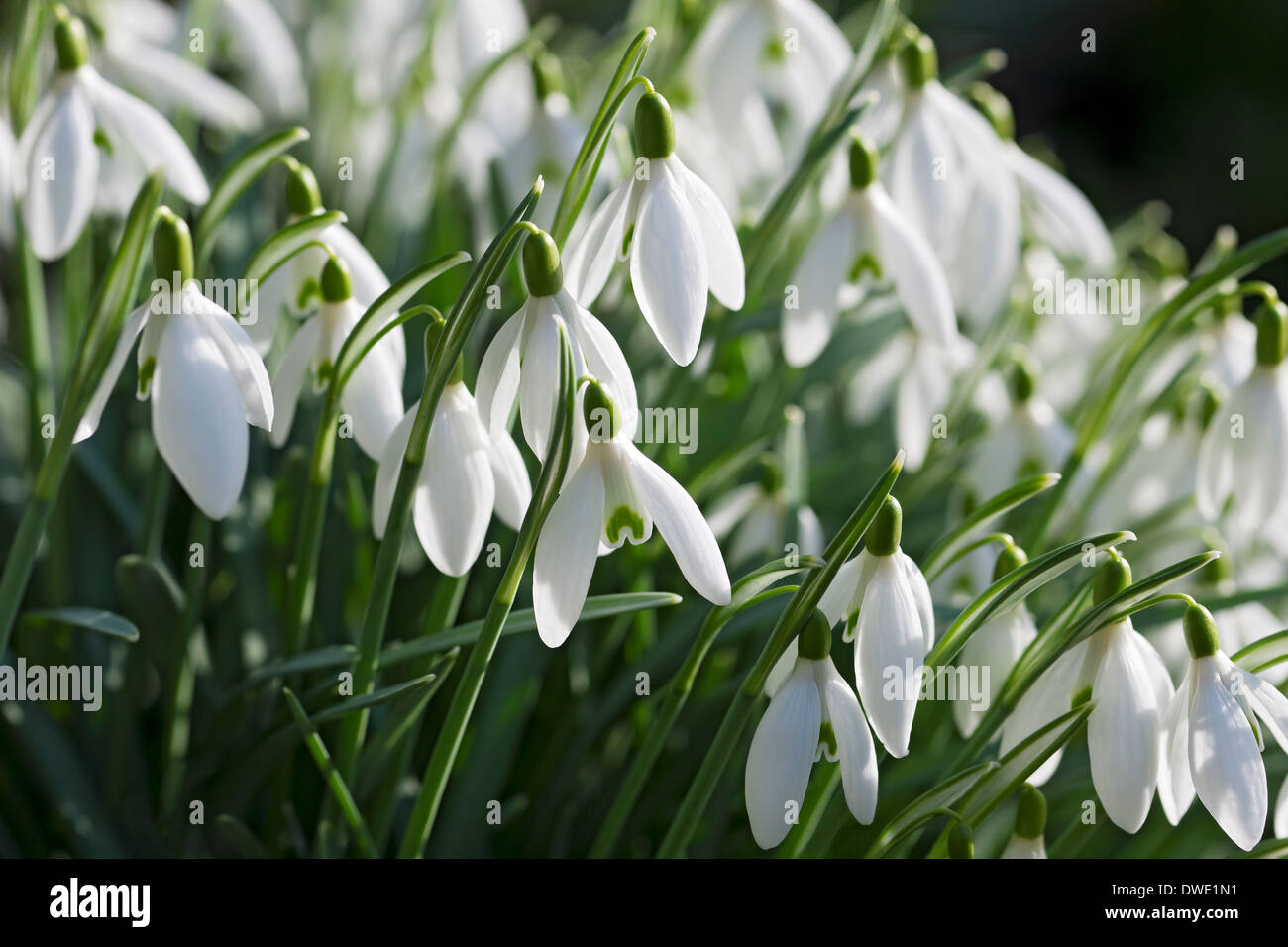 Primo piano di Snowdrops fiori bianchi di Snowdrop nel giardino in inverno Inghilterra Regno Unito GB Gran Bretagna Foto Stock