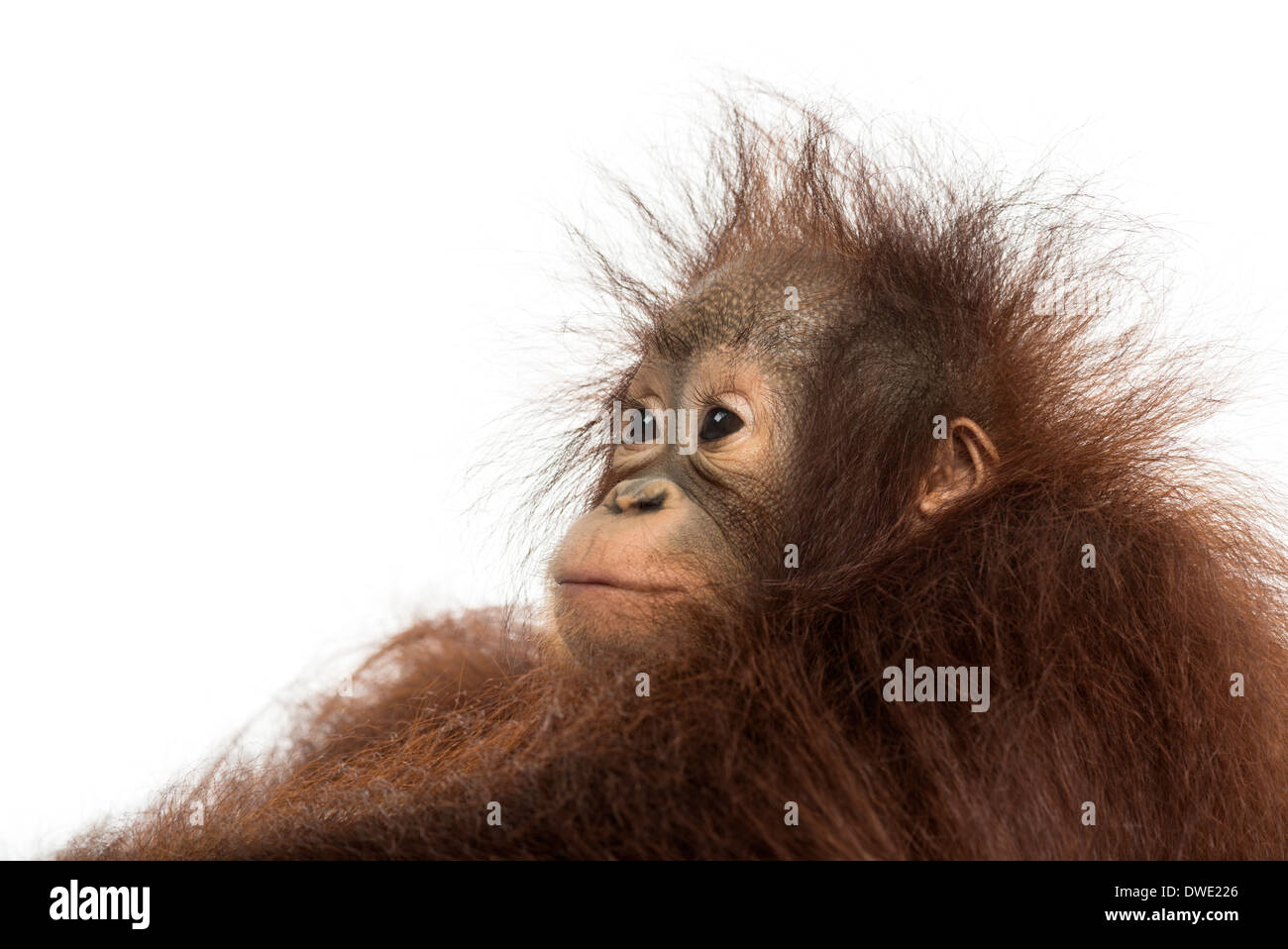 Close-up di un giovane Bornean orangutan il profilo, lo sguardo lontano, pongo pygmaeus, 18 mesi di età, contro uno sfondo bianco Foto Stock