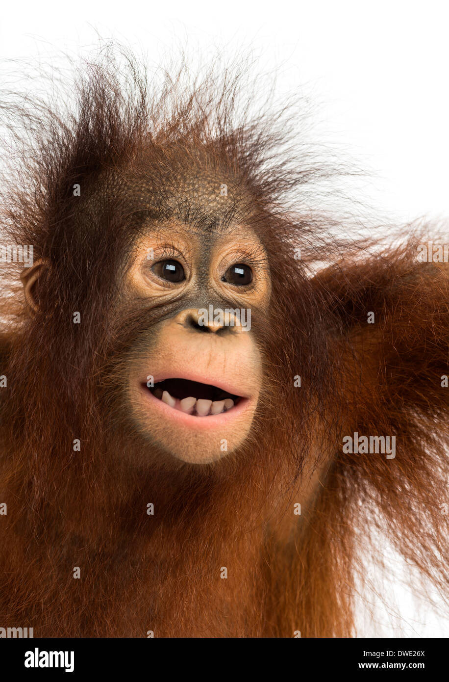 Close-up di un giovane Bornean orangutan, bocca aperta, pongo pygmaeus, 18 mesi di età, contro uno sfondo bianco Foto Stock