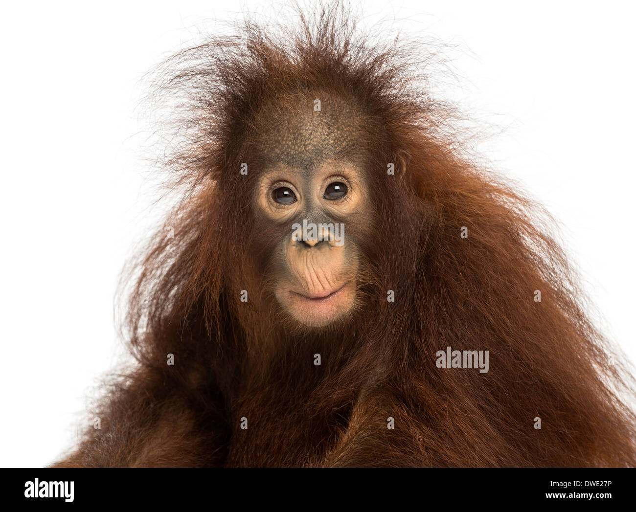 Giovani Bornean orangutan guardando la telecamera, pongo pygmaeus, 18 mesi di età, contro uno sfondo bianco Foto Stock