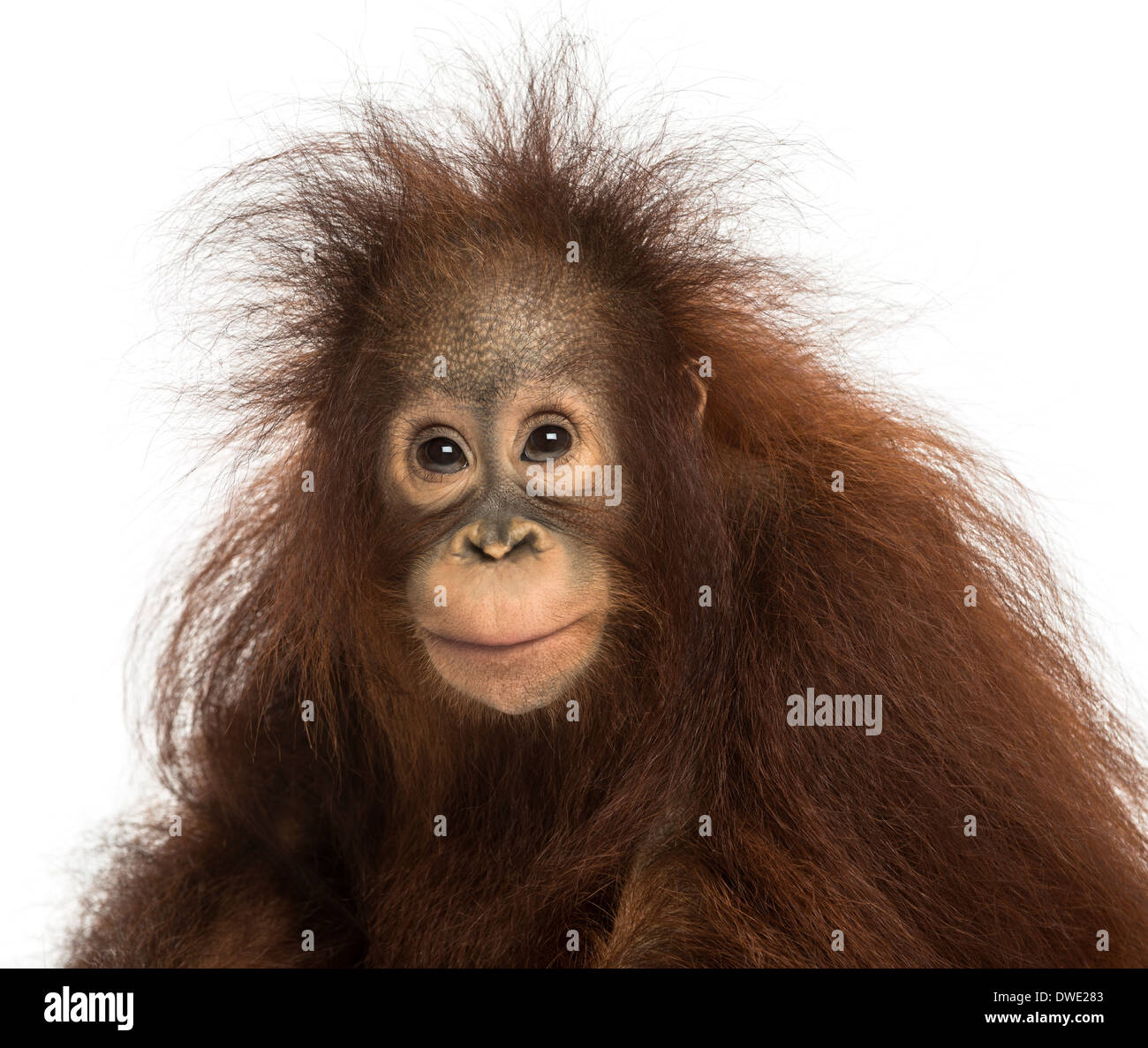 Giovani Bornean orangutan guardando la telecamera, pongo pygmaeus, 18 mesi di età, contro uno sfondo bianco Foto Stock