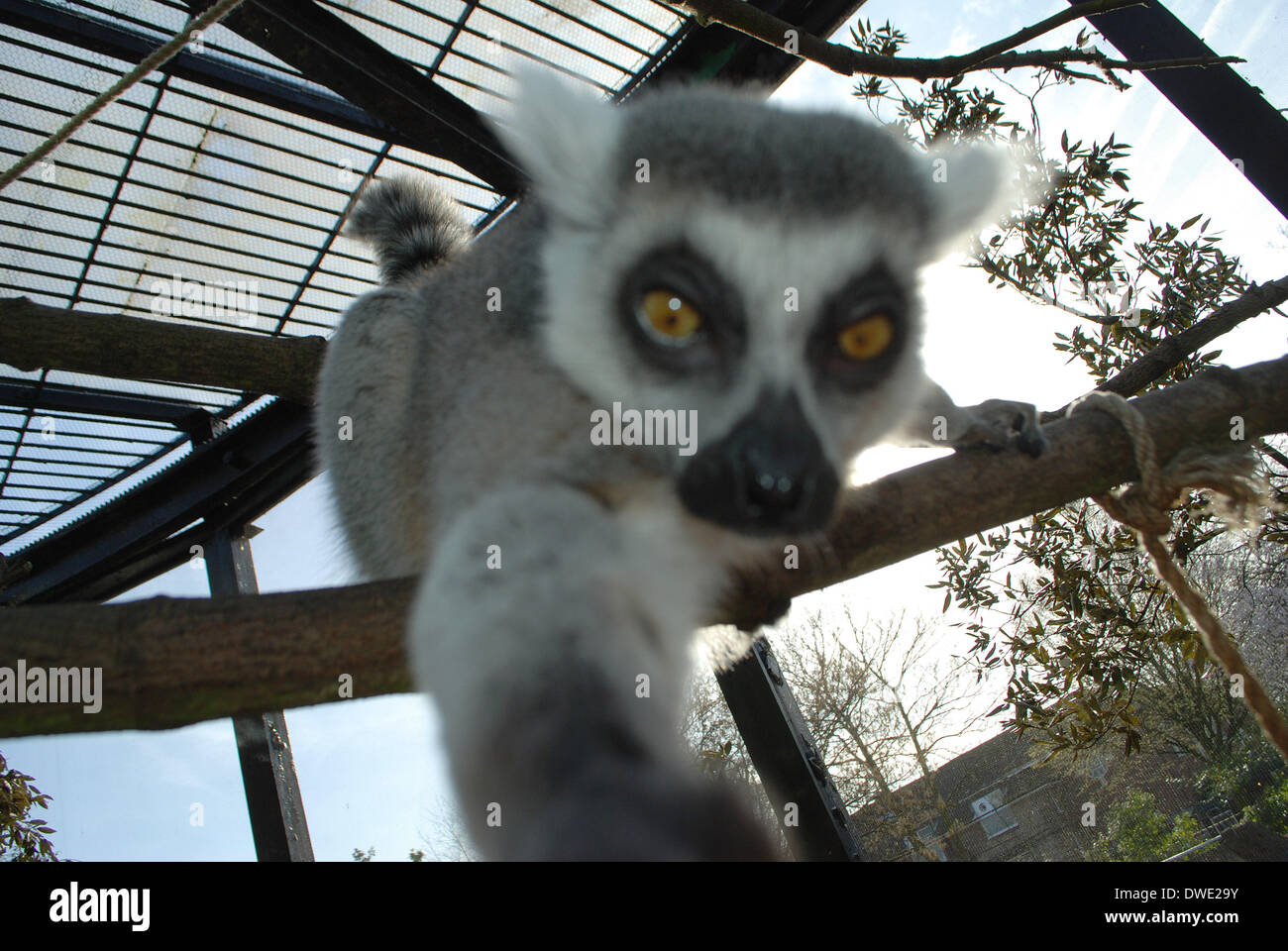 Londra, Regno Unito. 6 Marzo, 2014. ZSL London Zoo dell anello di coda di lemuri, catturati facendo scattare il suoi propri "elfies' a pochi giorni dopo l'Oscar' host ora-infamous pic ha preso Twitter dalla tempesta. foto di zsl london zoo eseguito da brian jordan/Alamy Live News Foto Stock