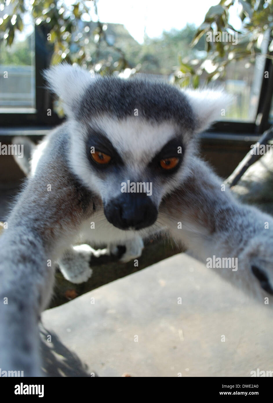 Londra, Regno Unito. 6 Marzo, 2014. ZSL London Zoo dell anello di coda di lemuri, catturati facendo scattare il suoi propri "elfies' a pochi giorni dopo l'Oscar' host ora-infamous pic ha preso Twitter dalla tempesta. foto di zsl london zoo eseguito da brian jordan/Alamy Live News Foto Stock