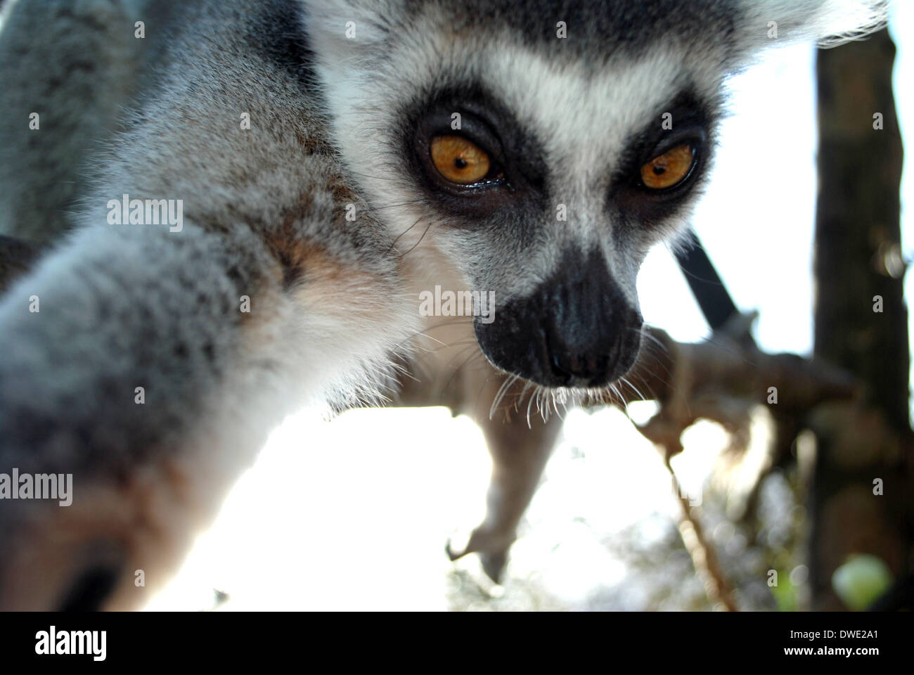 Londra, Regno Unito. 6 Marzo, 2014. ZSL London Zoo dell anello di coda di lemuri, catturati facendo scattare il suoi propri "elfies' a pochi giorni dopo l'Oscar' host ora-infamous pic ha preso Twitter dalla tempesta. foto di zsl london zoo eseguito da brian jordan/Alamy Live News Foto Stock