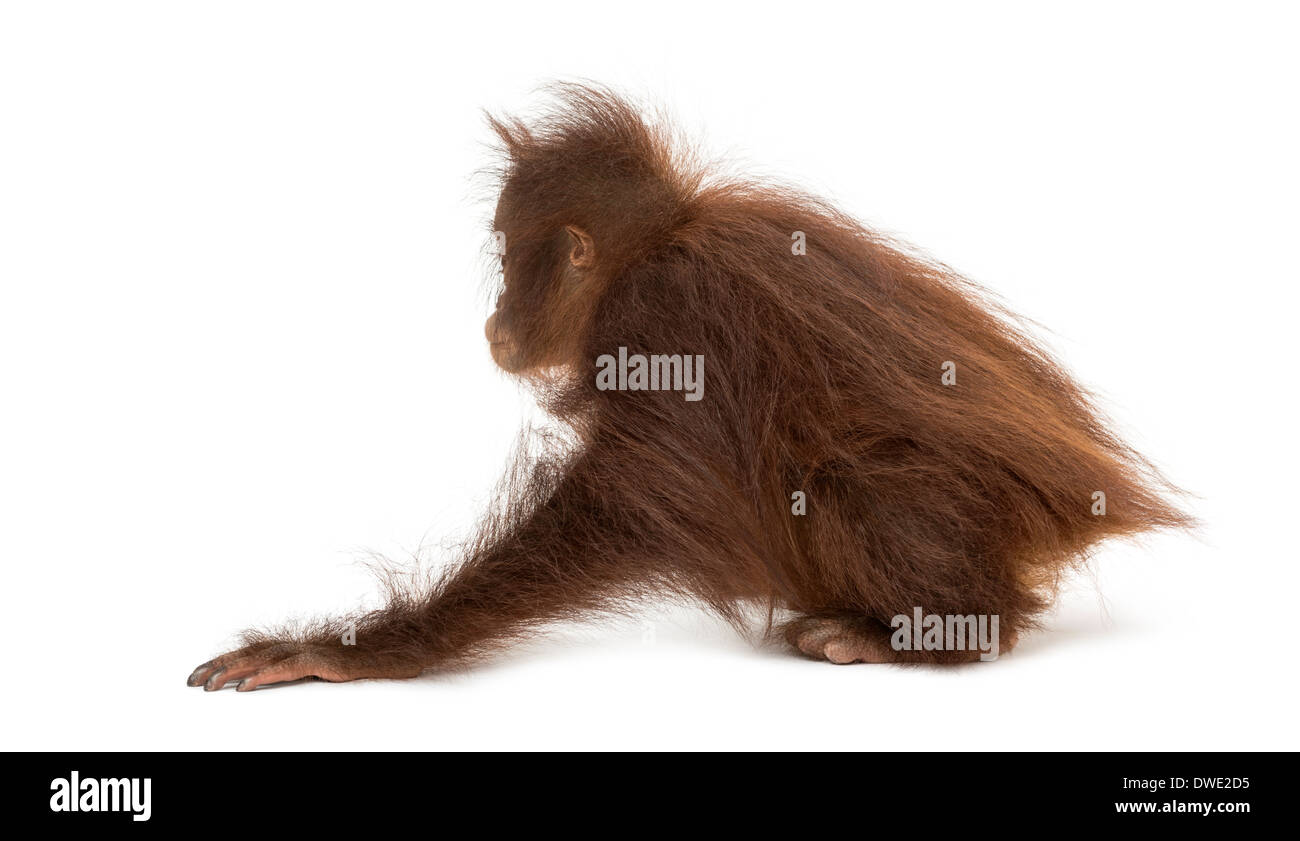 Giovani Bornean orangutan accovacciato, pongo pygmaeus, 18 mesi di età, contro uno sfondo bianco Foto Stock