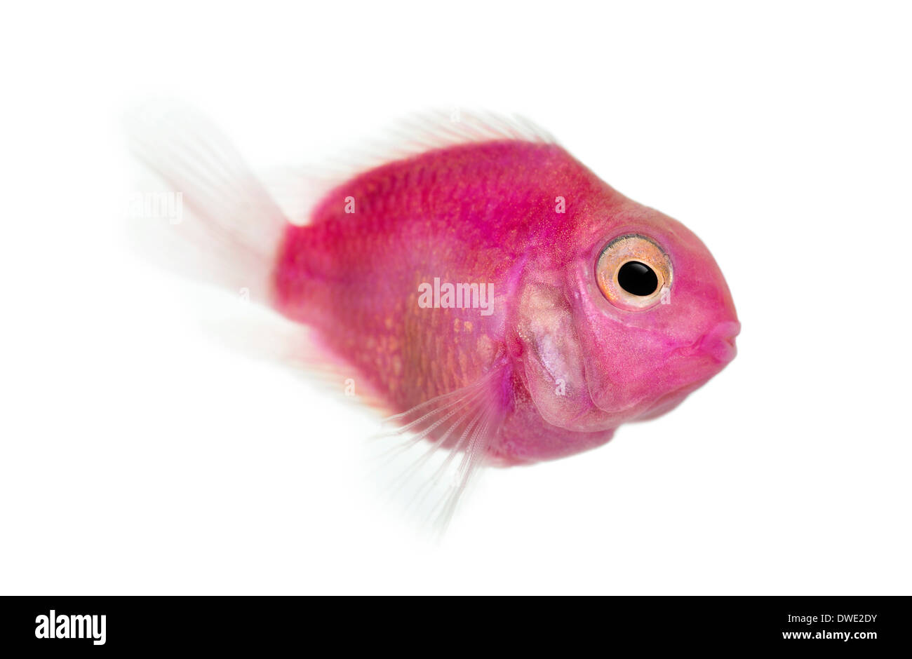 Vista laterale di un rosa pesci di acqua dolce nuoto, isolato su bianco Foto Stock