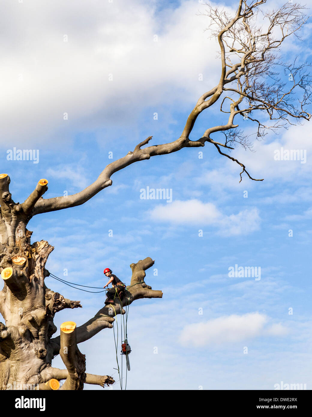 Richmond-upon-Thames, Greater London, Regno Unito, 5 marzo 2014. Un grande albero nella motivazione della Asgill House è tagliata mediante una struttura ad albero dei chirurghi. Il rame faggio Fagus sylvatica purpurea, piantate c1813, presentato un triste scenario per i passanti come rami cadde a terra. Credito: Eden Breitz/Alamy Live News Foto Stock