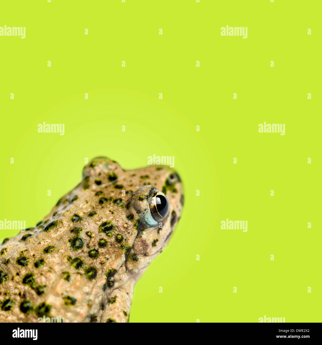 Close-up di un comune prezzemolo rana vista posteriore, Pelodytes punctatus, su sfondo verde Foto Stock